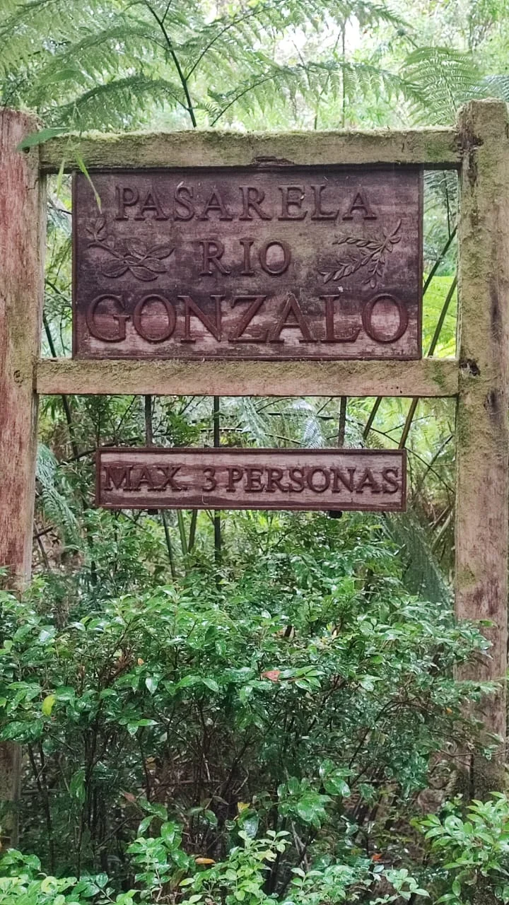 Puente colgante en medio de un sendero frondoso