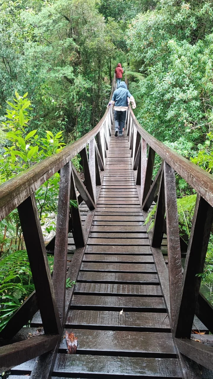 Persona caminando por un sendero en el bosque patagónico