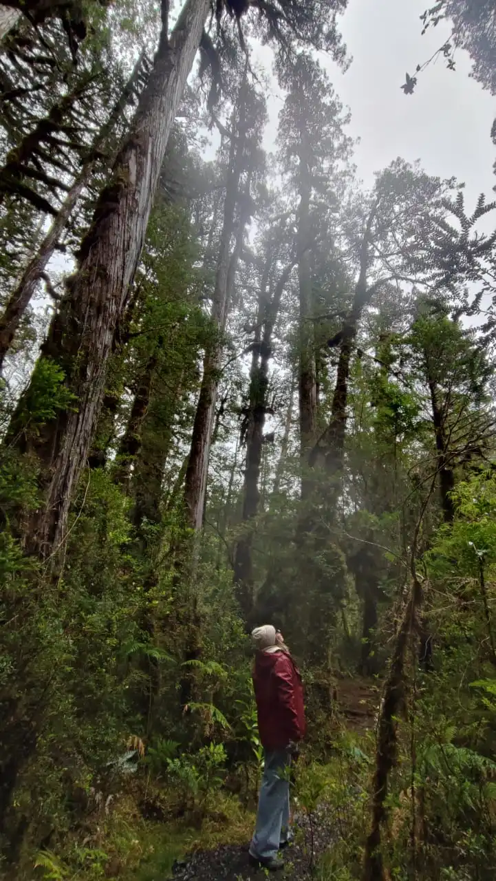 Sendero frondoso en la naturaleza patagónica